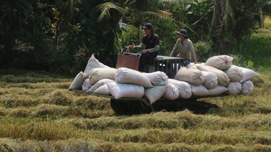 Rice output up 1.1 million tonnes in 2021